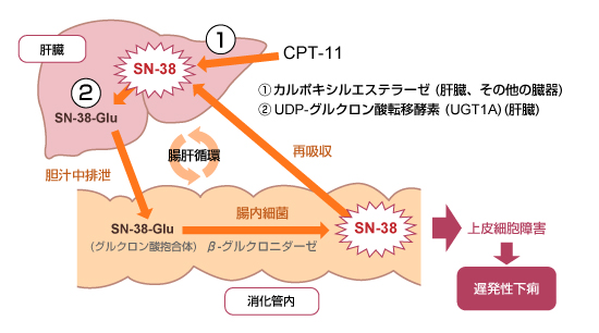 }1FCPT-11ɂx̔@