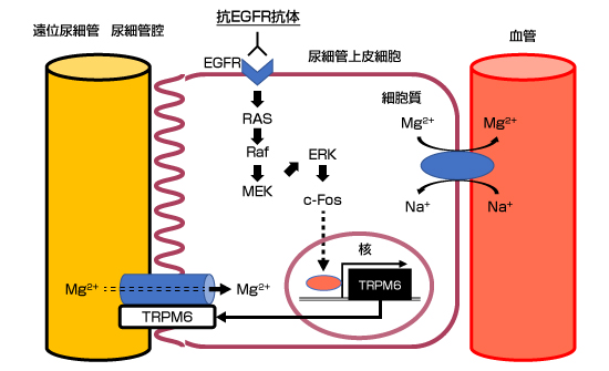 消化器癌治療の広場 GIcancer-net